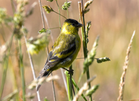 Siskin-Vladislav-T-Jirousek